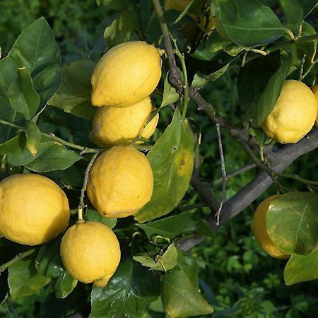 Il Limoneto Acireale Vila Exterior foto