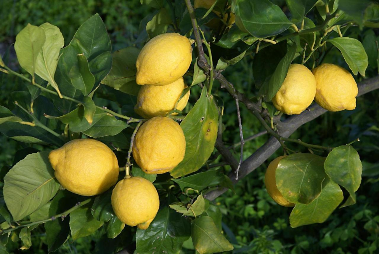 Il Limoneto Acireale Vila Exterior foto