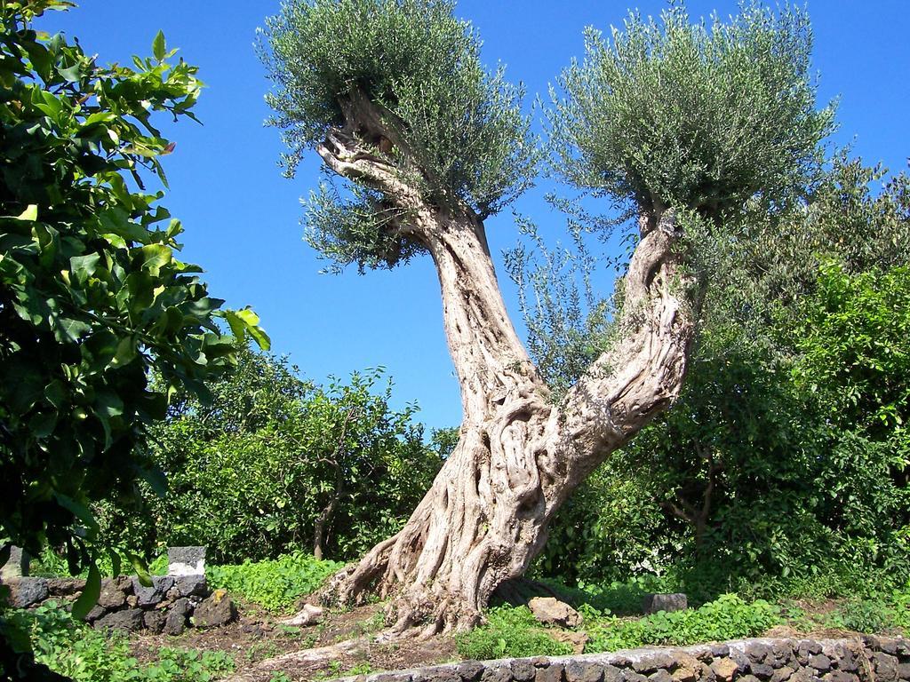 Il Limoneto Acireale Vila Exterior foto