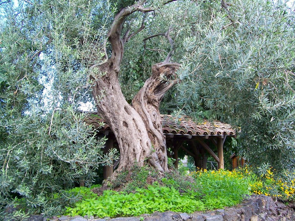 Il Limoneto Acireale Vila Exterior foto